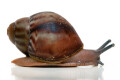 Archachatina rhodostoma Benin, juvenil, 25mm